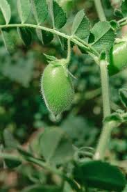 Les grosses lentilles vertes servent de légumineuses . de substitution pour le marché des pois perdrix, dont les prix sont plus élevés, en asie. Lentille Semis Culture Et Recolte Des Lentilles