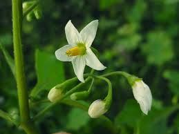 Image result for Solanum giganteum
