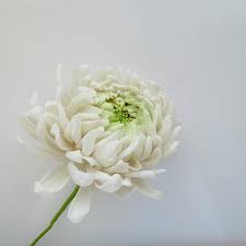 Chrysanthemum Cake By Marija Sugarart Chrysanthemum Wedding Fondant Flowers Sugar Flowers
