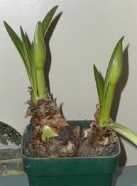 How To Care For A Potted Amaryllis So That It Blooms Again Amaryllis Care Amaryllis Plant Bulb Flowers