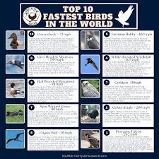 Top 10 Fastest Birds In The World Fastest Bird Bird Facts Bird Species