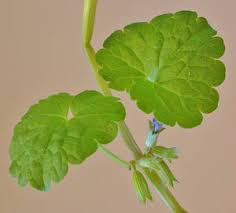 Image result for Glechoma