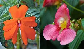 Image result for Balsaminaceae