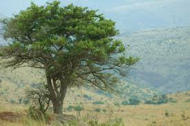 Image result for Podocarpus latifolius