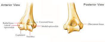 The femur, tibia and fibula in the leg, and the humerus, radius and ulna in. Easy Notes On Humerus Learn In Just 4 Minutes Earth S Lab