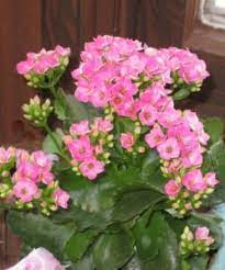 Kalanchoe Blooms On Demand Kevin Lee Jacobs