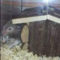 Joghurt Und Babybrei Fur Hamster Das Hamsterforum