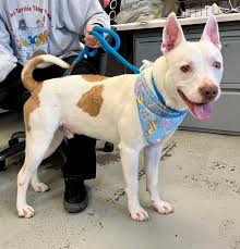 Criminals aren't the only ones where we Gotta Catch Them All! Our friends  down at the Burleson Animal Shelter have a great selection of Poke'dogs  looking for their Ash Ketchum to come