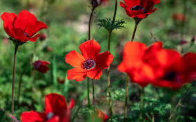 Yellow flower photography, nature photography, botanical photography, summer, floral, sunny, gold, golden, sunny, sunlight, sun / one of us. In South Red Is The New Black As Scorched Lands Give Way To Annual Flower Craze The Times Of Israel