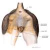 The diaphragm forms the upper surface of the abdomen. 1