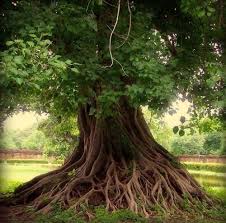 I Think That I Shall Never See A Thing As Lovely As A Tree Love That Poem Love The Beauty Of Trees Tree Lover Tree Unique Trees
