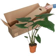 We did not find results for: Buy House Plants Now Elephant S Ear Taro Alocasia Zebrina Bakker Com