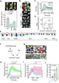 In dividing plant cell nucleus is substituted by. The Emergent Yo Yo Movement Of Nuclei Driven By Collective Cytoskeletal Remodeling In Pseudo Synchronous Mitotic Cycles Biorxiv