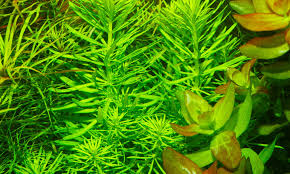 Check spelling or type a new query. Plant Species