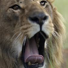 * lion * | animals for kidsquality, educational videos for kids. Leones Fichas De Animales En National Geographic