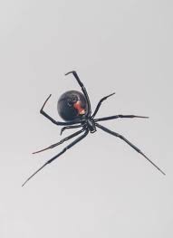 Northern black widow (sean mccann ). Mystery Of How Black Widow Spiders Create Steel Strength Silk Webs Further Unravelled Research Development World