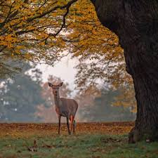 From the king henry's mount there is a stunning view of st paul's cathedral 10 miles away. Richmond Park In The London Borough Of Richmond Upon Thames Was London Park Richmond Park Richmond Upon Thames