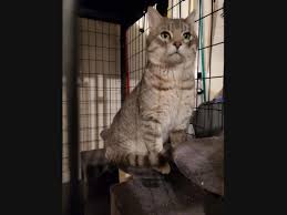 Dating back to 1947, the historic buccaneer is situated in a part of st. Adopt A Pet From Hudson Area Shelters New Dogs Cats Added This Week Hudson Wi Patch