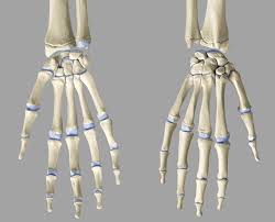 Il est donc sujet aux mêmes pathologies osseuses que l'ensemble du squelette (ostéoporose, cancer des radius. Anatomie Bewegungsapparat