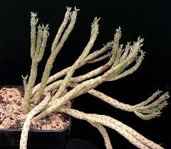 Image result for Euphorbia baylissii