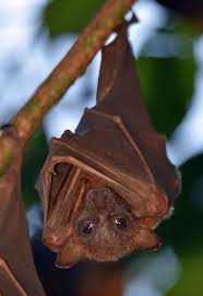 The wood from shellbarks is used for tool handles, drumsticks, furniture, and sporting bats. Fruit Bat Pictures Download Free Images On Unsplash