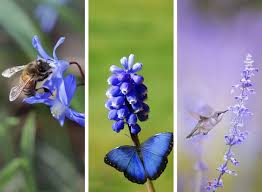 It has a unique flower whose multiple filaments give it its characteristic spider look. Attract Pollinators With Blue Flowers Flowers Garden Blooming Secrets
