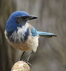 Backyard Birds Of Western Washington Western Scrub Jay Wikipedia The Free Encyclopedia Blue Jay Bird Bird Common Birds