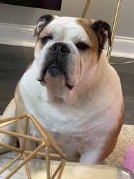 What could be more important than the health of your bulldog's eyes! Issue With My Bulldogs Eye Any Idea What Is Happening Bulldogs