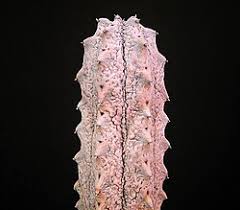 Image result for Monadenium pudibundum