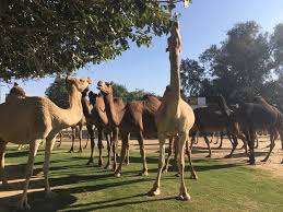 Bikaneri breed of camel is one of the major camel breeds found in india. Great To Try Camel Ice Cream Review Of National Research Centre On Camel Bikaner India Tripadvisor