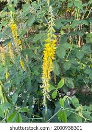 Image result for Eriosema monticola