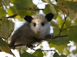 Opossum Facts Removal Control Of Opossums Pestworld Sustantivo de género exclusivamente femenino, que lleva los artículos la o una en singular, y las o unas en plural. opossum facts removal control of