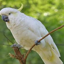 Kakak tua (meaning older sibling) or from the call of the white cockatoo. Burung Kakak Tua Mkb Club By Ojankaka22