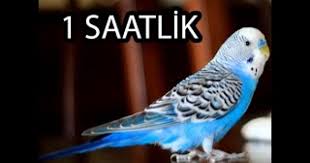 Kusunuzu Kesin Otturecek Muhabbet Kusu Sesi 1 Saat Tv Magazin Guncel Tarafsiz Ve Ilkeli Haberin Yeni Adresi Www Vezirkoprutv Com