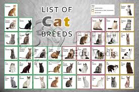 List Of Cat Breeds Biological Science Picture Directory