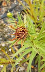 Image result for Pentanema