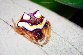 Image result for Poecilostachys