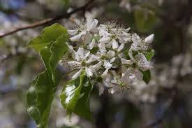 Image result for Pycreus permutatus