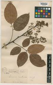 Image result for Connaraceae