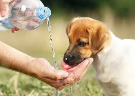 Goat milk is a good substitute for cow's milk. How Much Water Should Your Puppy Drink In A Day Pawtracks