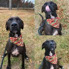 They receive a certified veterinarian check, their first vaccinations, pedigree check, and all will be delivered with a pet care puppy packet and one month's free pet. Great Dane Rescue Dogs For Adoption Near Hutchinson Minnesota Petcurious