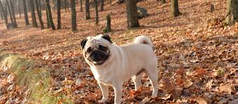 We raise our pug puppies in our home with lots of outside playtime. Pug Puppies For Sale Greenfield Puppies