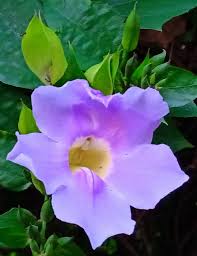 Image result for Pupalia grandiflora