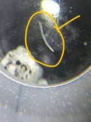 Nematodes translucent small clear worm. White Worms In Terrarium All About Worms