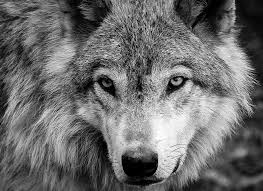 1920x1080 wolf wallpaper unique black wolf white wolf reddit hd wallpapers. Black White Wolf Wallpapers Wolf Wallpapers Pro