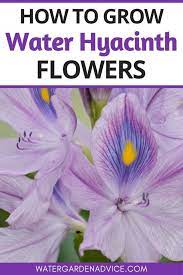 How To Grow Water Hyacinth Flowers Water Garden Plants Floating Pond Plants Water Hyacinth