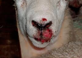 Rice tungro bacilliform virus open reading frames ii and iii are translated from polycistronic turnip yellow mosaic virus. Farm Health Online Animal Health And Welfare Knowledge Hub Orf