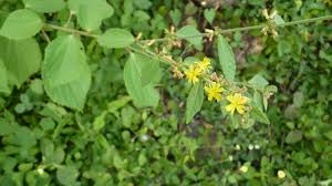 Image result for Triumfetta digitata