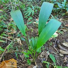 Image result for Curculigo latifolia