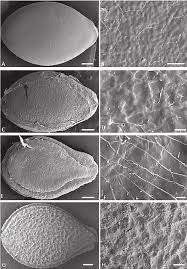 Image result for Bambekea